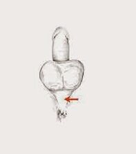 muscles de puissance et leur tension pour augmenter la puissance