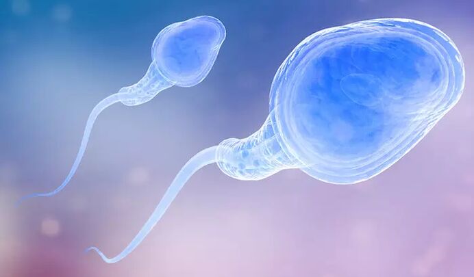 Des spermatozoïdes peuvent être présents dans le pré-éjaculat d'un homme